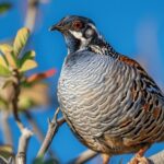 Caille naine : un oiseau original et facile à élever