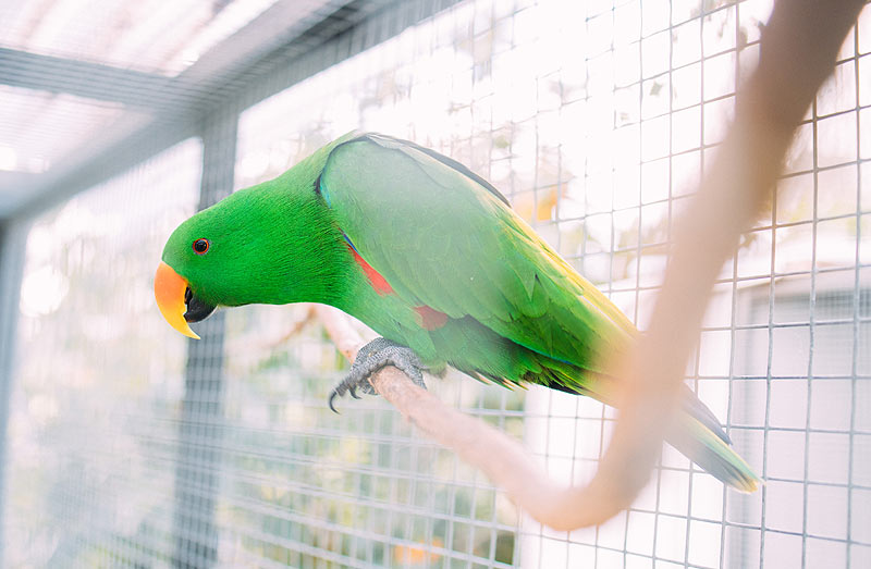 Perroquet vert dans sa volières.